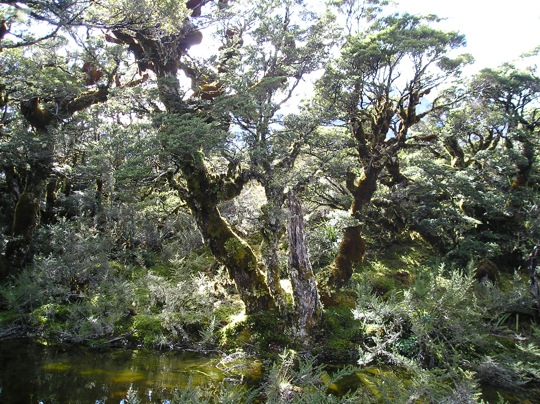 Image Image