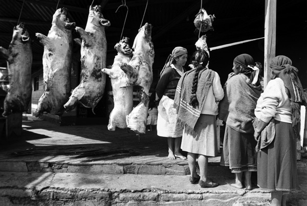 Four women standing in front of a row of hanging slaughtered hogs